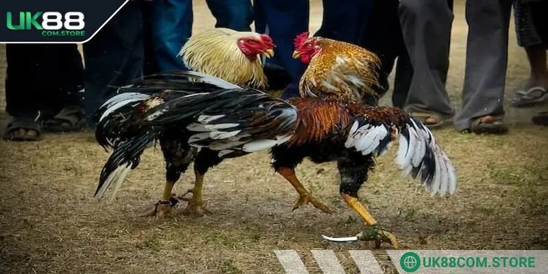 Đá gà cựa dao chắc chắn sẽ không làm anh em thất vọng