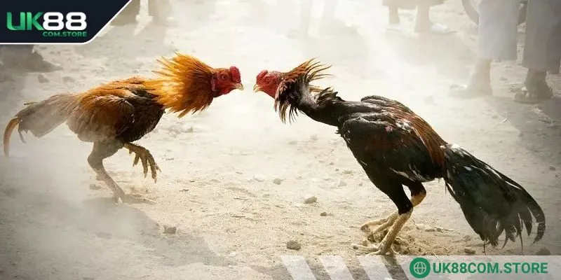 Nghiên cứu thành tích của chiến kê luôn mang lại hiệu quả cao