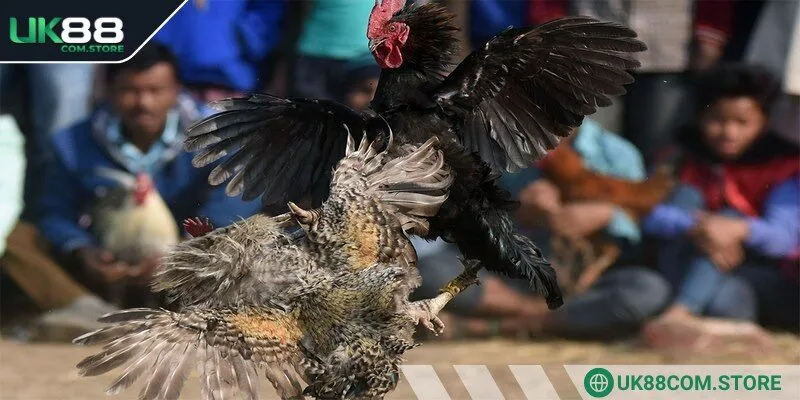 Tất cả trận Đá Gà Thomo đều được phát sóng theo lịch trình dày đặc